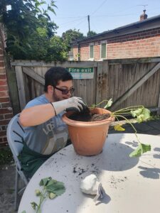 Strawberry planting 225x300