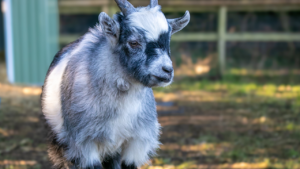 goat at ema 300x169